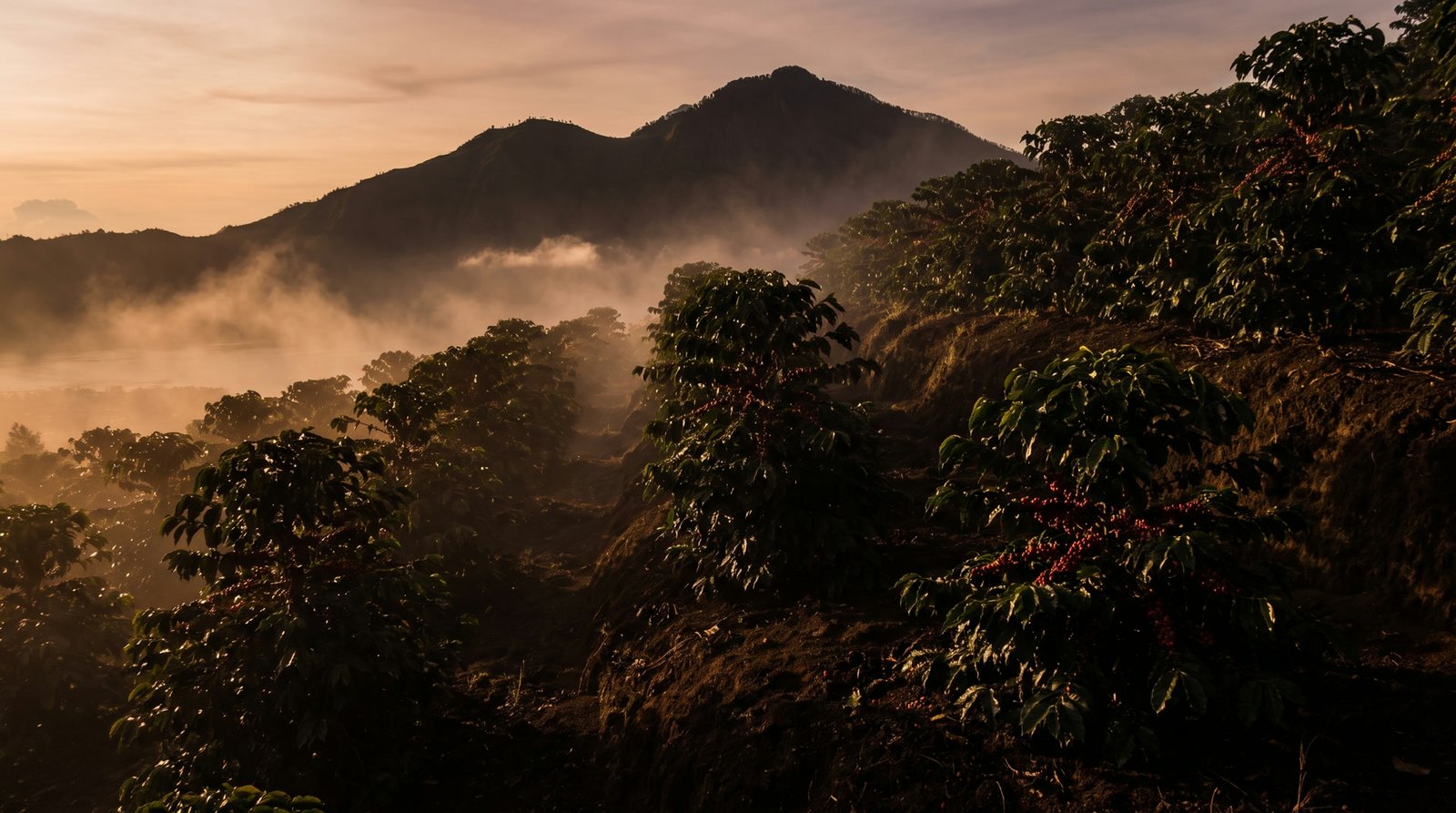Coffee farm on the misty slopes of Kintamani at dawn